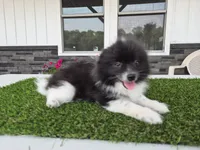 AKC  Mickey, a male Pomeranian for sale in Middlebury, IN – 5 of 10