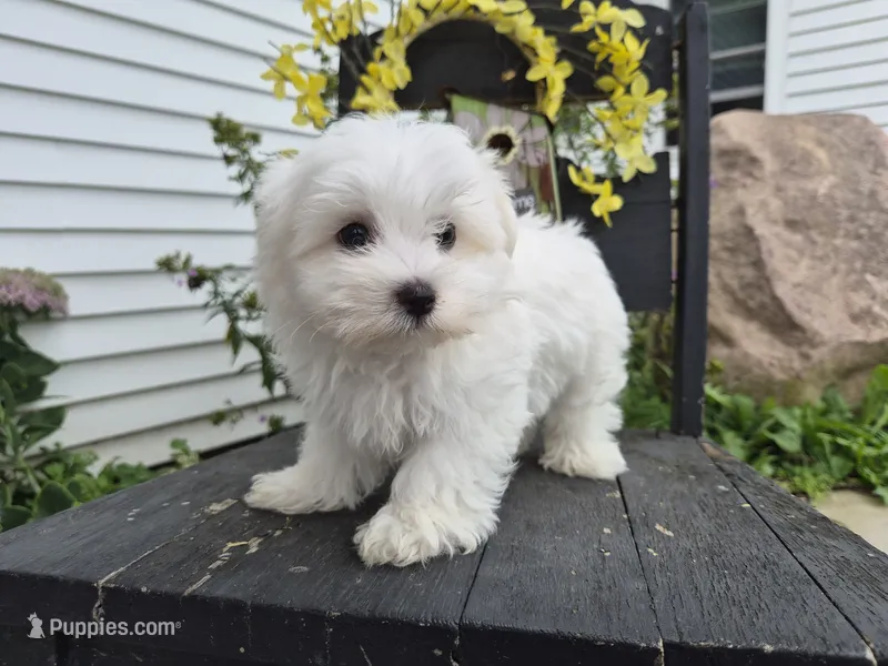 AKC Mochi – Maltese puppy for sale in Middlebury, IN
