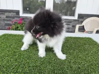 AKC  Mickey, a male Pomeranian for sale in Middlebury, IN – 2 of 10