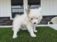AKC Prince, a male Pomeranian for sale in Middlebury, IN – 6 of 8