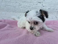 Grace, a female Yorkshire Terrier and Morkie for sale in Middlebury, IN – 3 of 6