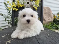 AKC Finn, a male Maltese for sale in Middlebury, IN – 7 of 8