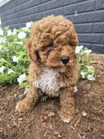 AKC Jenny, a female Poodle - Miniature  for sale in Middlebury, IN – 2 of 10