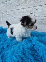 Oreo, a male Maltese and Yorkshire Terrier for sale in Middlebury, IN – 2 of 6