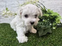AKC  Dolly, a female Maltese for sale in Middlebury, IN – Photo 7 of 8