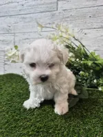 AKC  Dolly, a female Maltese for sale in Middlebury, IN – Photo 4 of 8
