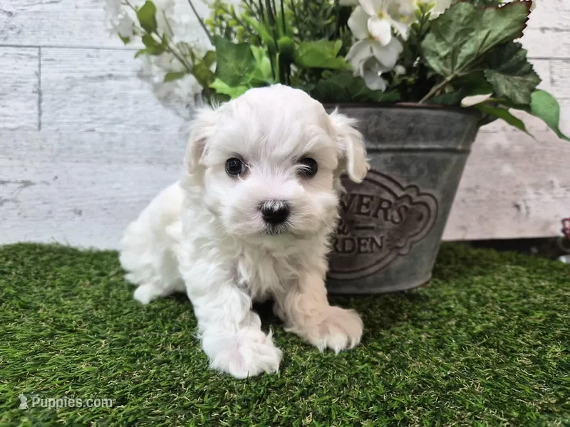 AKC  Dolly – Maltese puppy for sale in Middlebury, IN