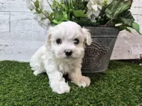 AKC  Dolly, a female Maltese for sale in Middlebury, IN – Photo 1 of 8