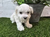 AKC  Dolly, a female Maltese for sale in Middlebury, IN – Photo 3 of 8