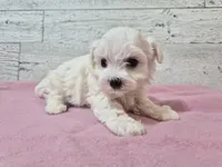 AKC  Dolly, a female Maltese for sale in Middlebury, IN – Photo 2 of 8