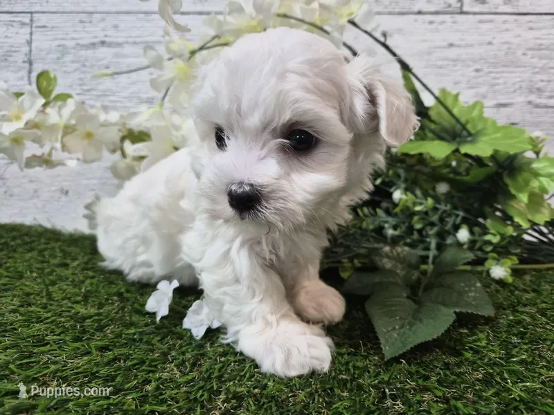 AKC  Dolly – Maltese puppy for sale in Middlebury, IN