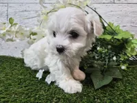 AKC  Dolly, a female Maltese for sale in Middlebury, IN – Photo 5 of 8