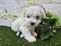 AKC  Dolly, a female Maltese for sale in Middlebury, IN – Photo 8 of 8