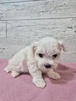AKC  Dolly, a female Maltese for sale in Middlebury, IN – Photo 6 of 8