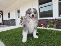 AKC  Chip, a male Pomeranian for sale in Middlebury, IN – 4 of 10