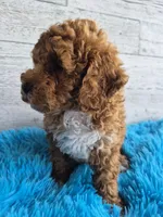 AKC  Oliver, a male Poodle - Miniature  for sale in Middlebury, IN – 8 of 10