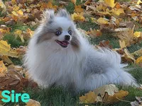 AKC Patsy, a female Pomeranian for sale in Middlebury, IN – 10 of 10