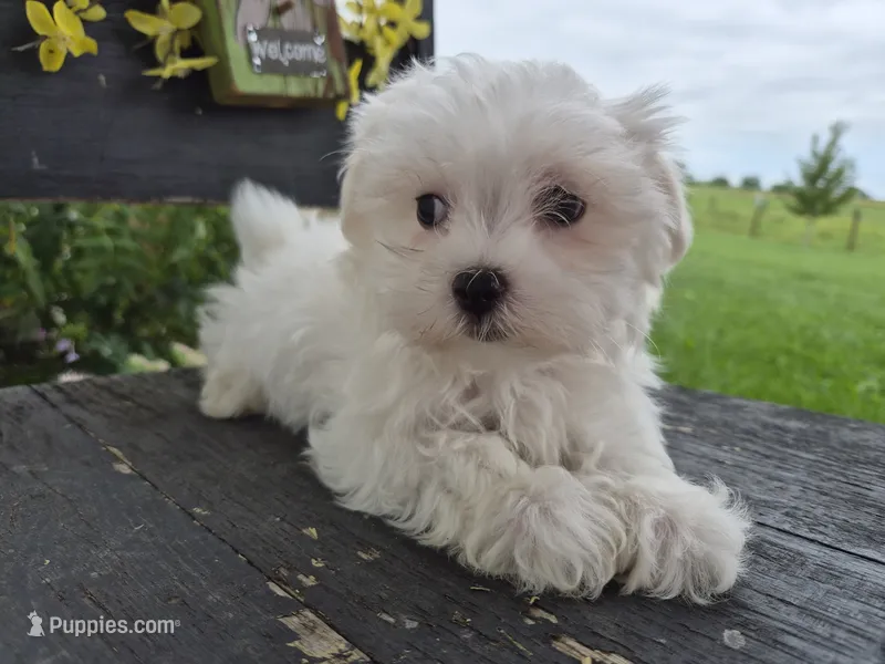 AKC Charlie – Maltese puppy for sale in Middlebury, IN