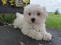 AKC Charlie, a male Maltese for sale in Middlebury, IN – 1 of 6
