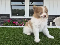 AKC Loki, a male Pomeranian for sale in Middlebury, IN – 10 of 10