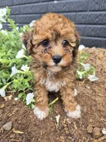 AKC  Jody, a female Poodle - Miniature  for sale in Middlebury, IN – 7 of 10