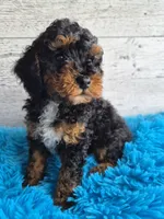 AKC Benny, a male Poodle - Miniature  for sale in Middlebury, IN – 6 of 10