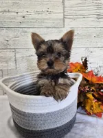AKC Chippy, a male Yorkshire Terrier for sale in Middlebury, IN – 7 of 10