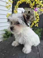 Grace, a female Maltese and Yorkshire Terrier for sale in Middlebury, IN – 4 of 10