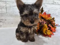 AKC Chippy, a male Yorkshire Terrier for sale in Middlebury, IN – 4 of 10