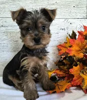 AKC Freddy, a male Yorkshire Terrier for sale in Middlebury, IN – 3 of 10