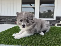 AKC Maisie, a female Pomeranian for sale in Middlebury, IN – 9 of 10