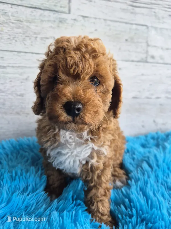 AKC  Oliver – Poodle - Miniature  puppy for sale in Middlebury, IN
