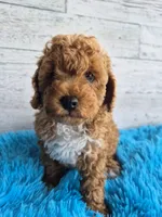AKC  Oliver, a male Poodle - Miniature  for sale in Middlebury, IN – 1 of 10
