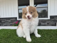 AKC Loki, a male Pomeranian for sale in Middlebury, IN – 4 of 10