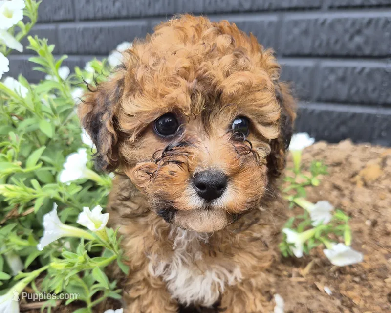 AKC  Jody – Poodle - Miniature  puppy for sale in Middlebury, IN
