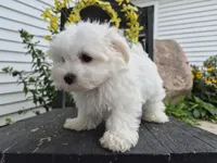 AKC Mochi, a male Maltese for sale in Middlebury, IN – 7 of 9