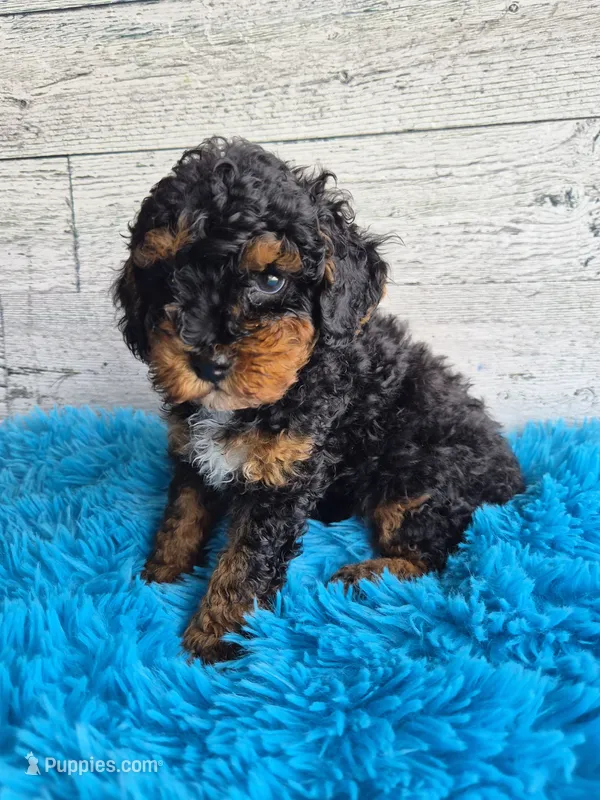 AKC Benny – Poodle - Miniature  puppy for sale in Middlebury, IN