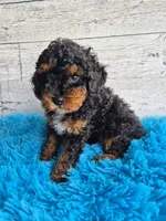 AKC Benny, a male Poodle - Miniature  for sale in Middlebury, IN – 5 of 10
