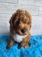 AKC  Oliver, a male Poodle - Miniature  for sale in Middlebury, IN – 3 of 10