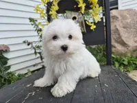 AKC Mochi, a male Maltese for sale in Middlebury, IN – 6 of 9