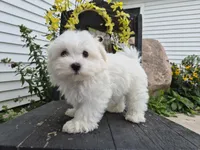 AKC Mochi, a male Maltese for sale in Middlebury, IN – 4 of 9