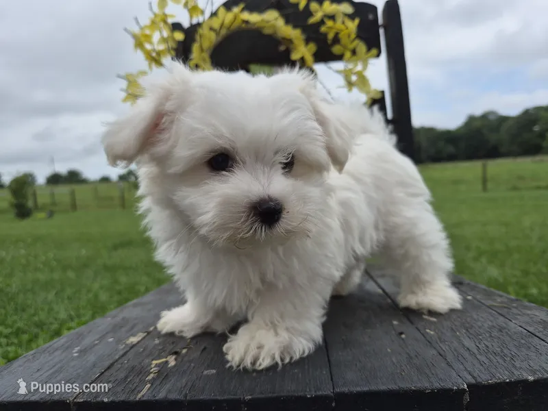 AKC Finn – Maltese puppy for sale in Middlebury, IN