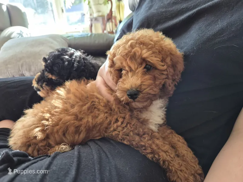 AKC  Oliver – Poodle - Miniature  puppy for sale in Middlebury, IN