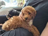 AKC  Oliver, a male Poodle - Miniature  for sale in Middlebury, IN – 1 of 10