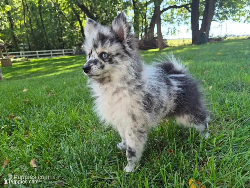 AKC  Romeo – Pomeranian puppy for sale in Middlebury, IN