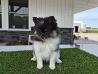 AKC  Bailey, a female Pomeranian for sale in Middlebury, IN – 4 of 6