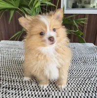 AKC Jackson, a male Pomeranian for sale in Middlebury, IN – 6 of 10