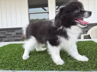 AKC  Mickey, a male Pomeranian for sale in Middlebury, IN – 8 of 10