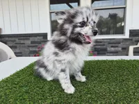 AKC  Romeo, a male Pomeranian for sale in Middlebury, IN – 8 of 10