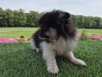 AKC  Bailey, a female Pomeranian for sale in Middlebury, IN – 5 of 6